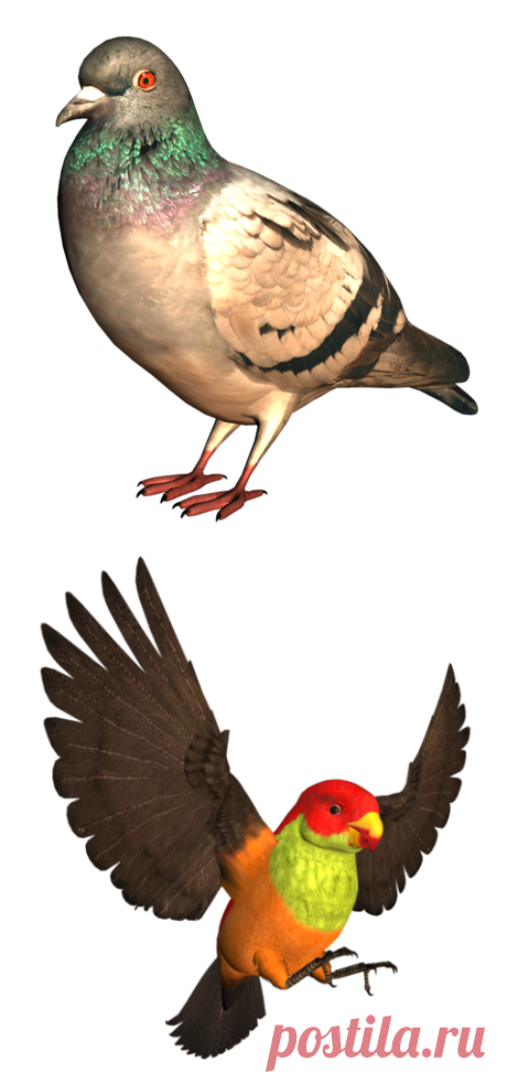 3D клипарт PNG.Птицы.