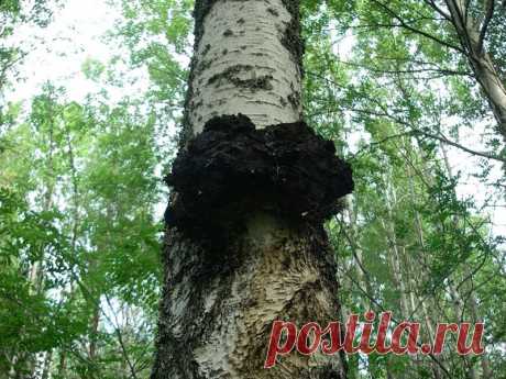 Народные рецепты, профилактика заболеваний