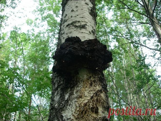 Народные рецепты, профилактика заболеваний