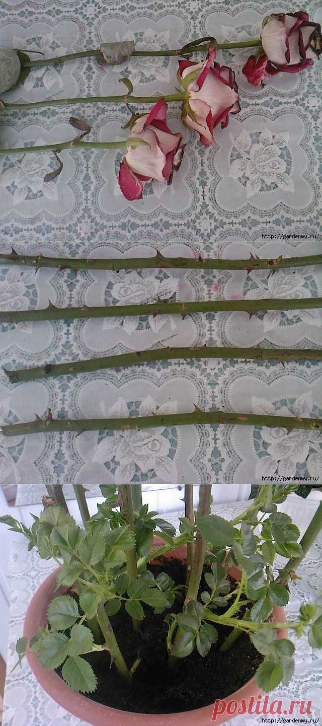 Палю тему! "Тройчатка" для проращивания роз.