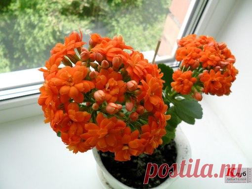 Повторное цветение каланхоэ.

Купив пышущий здоровьем и буквально усыпанный цветоносами каланхоэ, мы надеемся на то, что новое растение будет радовать нас обильным цветением из сезона в сезон. Но чаще всего бывает наоборот, когда после длительного цветения и отдыха растение не зацветает вновь. Растение сильно вытягивается, а листочки становятся редкими.

Причина кроется в неправильном уходе.

Факторы, из-за которых каланхоэ не хочет цвести:

 1. Мало солнечного света.

Сук...