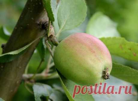 Яблоня / Malus. Посадка, размножение, уход, сорта, фото на Supersadovnik.ru