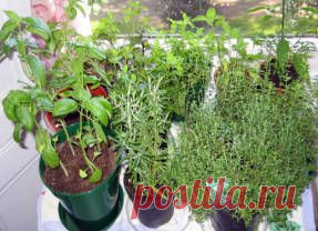 Пряные травы на подоконнике