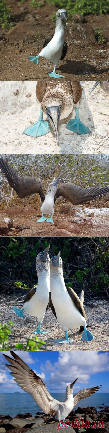 Правила жизни голубоногих олуш
