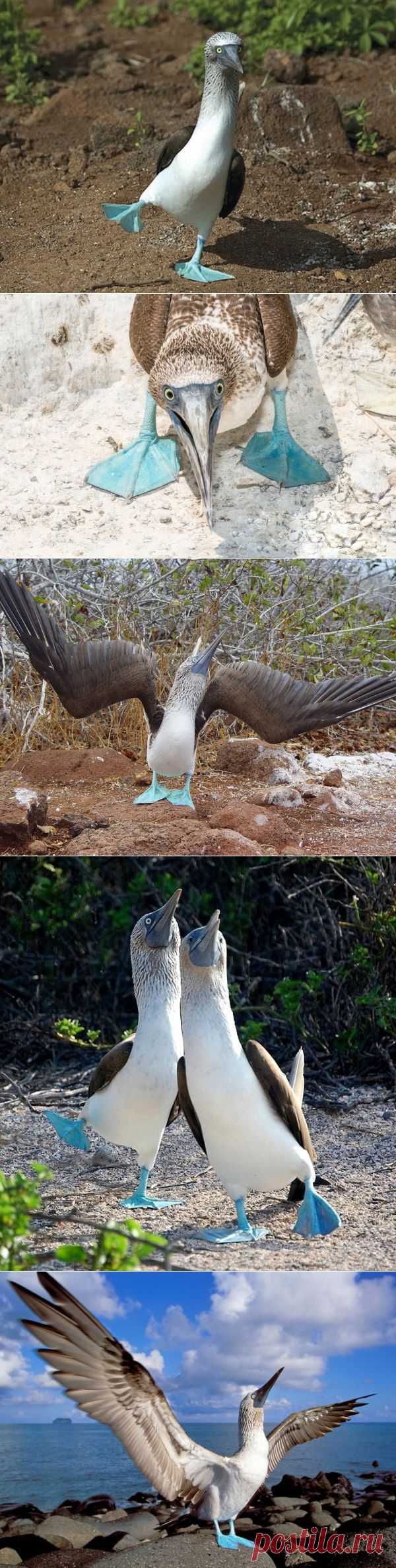 Правила жизни голубоногих олуш
