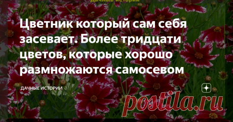 Цветник который сам себя засевает. Более тридцати цветов, которые хорошо размножаются самосевом