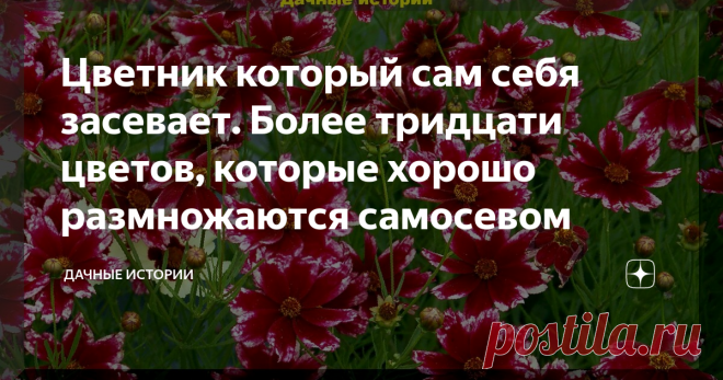 Цветник который сам себя засевает. Более тридцати цветов, которые хорошо размножаются самосевом