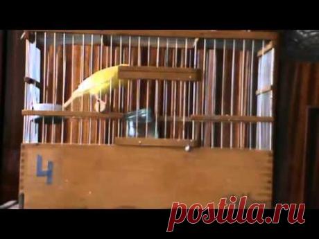 Пение кенара 4 (релакс)