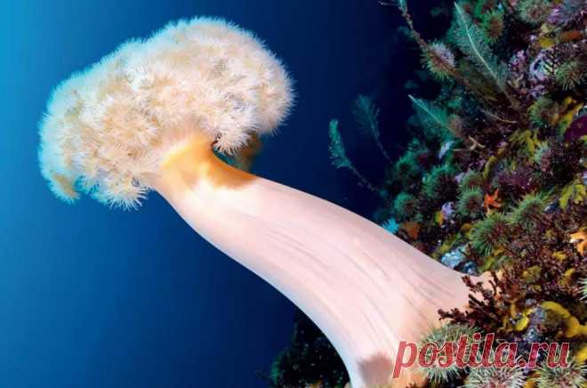 Невиданные существа холодных северных морей &raquo; Женский Мир