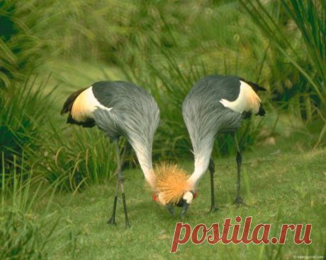 ПРИТЯЖЕНИЕ  СЕРДЕЦ!