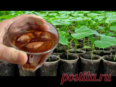 ЛЮБАЯ РАССАДА 100% СТАНЕТ КОРЕНАСТОЙ! ВНОШУ ЭТО ПОД РАССАДУ!