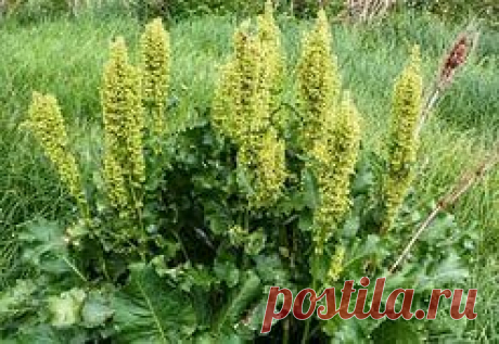 ЛЕЧЕНИЕ ЗОБА / Популярная медицина