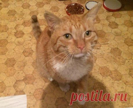 Только посмотрите в его глаза... 

Санкт-Петербург и область!Вот такого рыжего красавца нашли на улице. Ласковый, спокойный котик с пронзительным взглядом. Срочно ищем передержку или дом, нашедший держать не может! :(
+7 911 924-84-7…