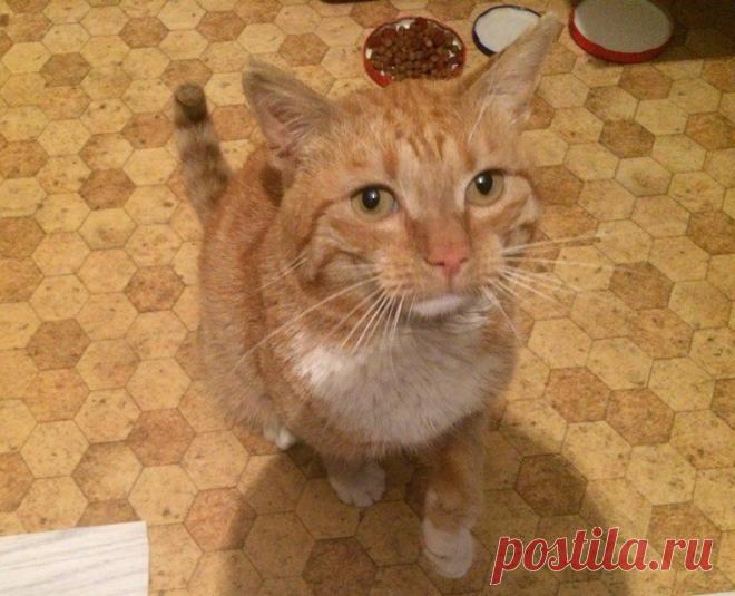 Только посмотрите в его глаза... 

Санкт-Петербург и область!Вот такого рыжего красавца нашли на улице. Ласковый, спокойный котик с пронзительным взглядом. Срочно ищем передержку или дом, нашедший держать не может! :(
+7 911 924-84-7…