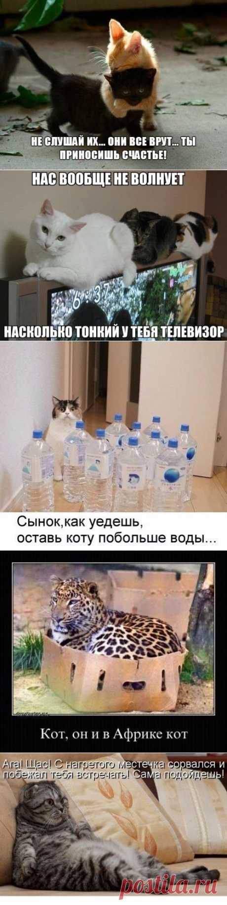 котики Поиск