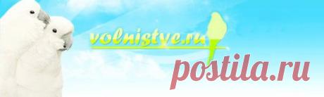 Сайт о волнистых попугаях - volnistye.ru