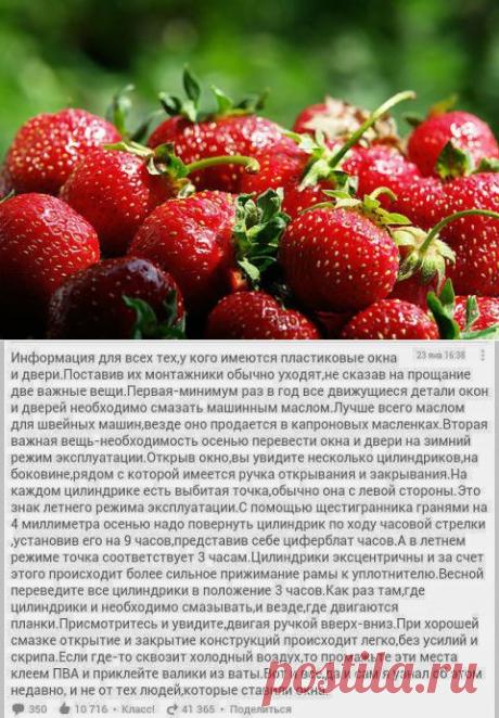 Подкормка кулубники дрожжами | Мамам, женщинам, бабушкам и очень любознательным.