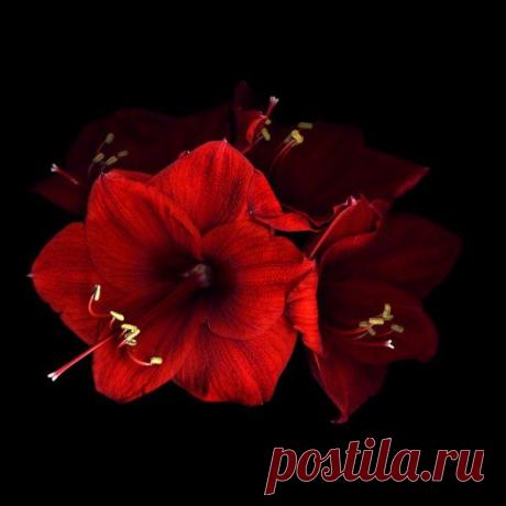 Чарующие цветы от фотографа Магды Индиго