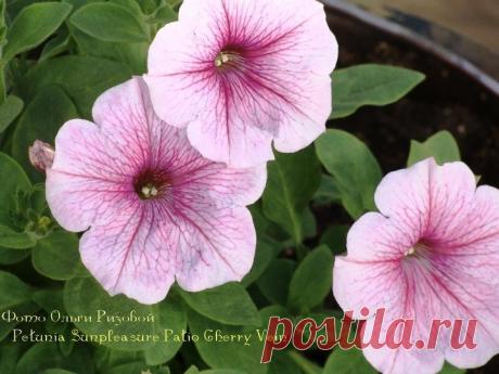 Петуния - хвастаемся цветущими растениями - Страница 15 - Форум цветоводов Фрау Флора