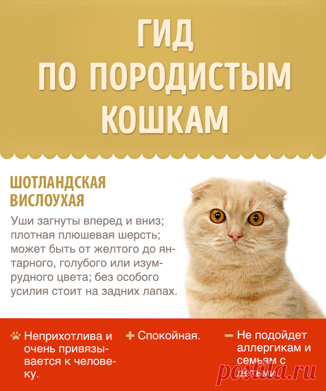 Фото гид по Породистым Кошкам