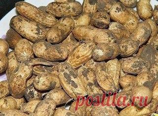 Как вырастить земляной орех - арахис

Мне всегда (также как и другим дачникам) хотелось вырастить что-то такое на участке, что удивило бы моих соседей. Живу в Подмосковье и как-то прочитала статью, что вырастить земляной орех-арахис можно и в Подмосковье. Это было в конце марта и я недолго думая пошла на наш рынок, где я всегда покупаю орехи для еды. А сама подумала, ну сколько уже эти орехи пролежали, наверное же нужен свежий урожай? Поэтому оставляя 1% на то что что-то м...