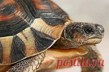 Домашние животные для начинающих