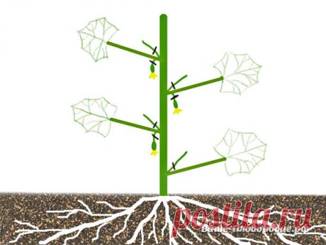 Формировка огурцов