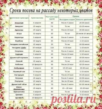 Рассада. Когда и что сажать ? 
Ориентировочные даты посева рассаду основных овощных культур для средней полосы России: 
Сельдерей. Посадка – 25 мая. Возраст рассады – 70-80 дней, от посева до всходов – до 15 дней. Посев – после 25 февраля. 
Сладкий перец. Посадка в теплицу – 5 июня. Возраст рассады – до 70 дней, от посева до всходов – 12-14 дней. Посев – после 10 марта. 
Капуста белокочанная ранняя. Посадка – после 20 мая. Возраст рассады – до 50 дней, от посева до всходов...