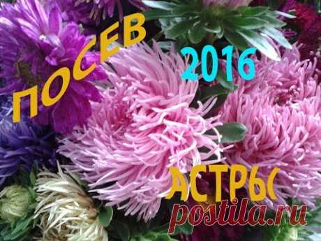 ПОСЕВ Астры на рассаду 11 апреля 2016 год