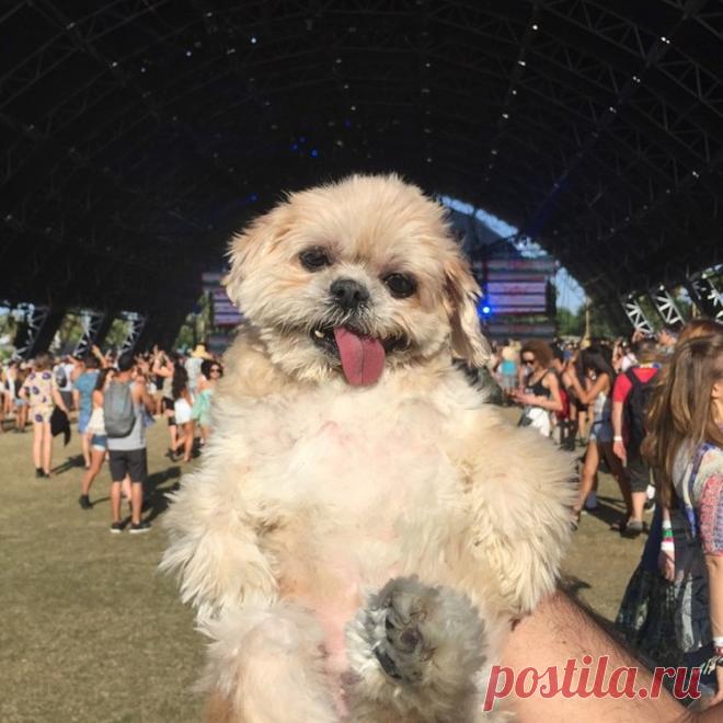 Собака Марни, которая живет насыщенной жизнью!