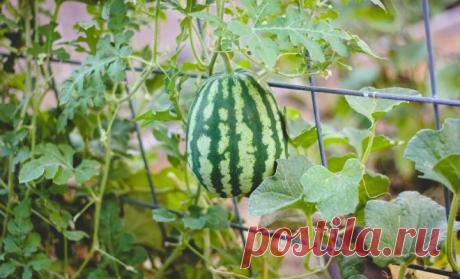 Как вырастить арбузы и дыни в теплице – все работы от посева до сбора урожая | Другие растения (Огород.ru)