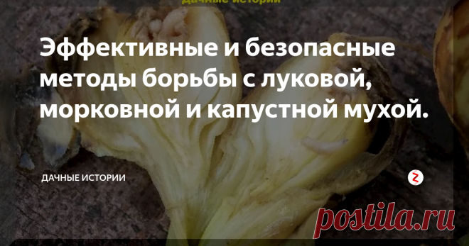 Эффективные и безопасные методы борьбы с луковой, морковной и капустной мухой.
