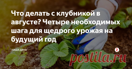 Что делать с клубникой в августе? Четыре необходимых шага для щедрого урожая на будущий год Я не раз писала о том, что клубника – барыня капризная и требует ухода за собой на протяжении всего сезона. Август – время обновления ягодника и самого основного «постурожайного» ухода, в августе дачник имеет возможность сделать задел на будущий год.