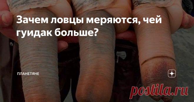 Зачем ловцы меряются, чей гуидак больше? Статья автора «Планетяне» в Дзене ✍: Привет, мои дорогие любители необычной земной фауны.