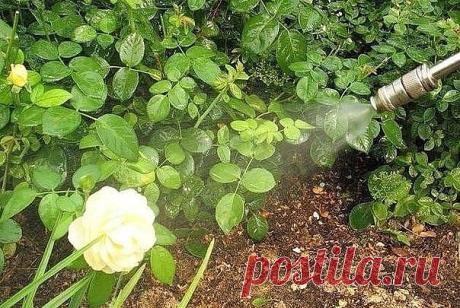 (10) Одноклассники