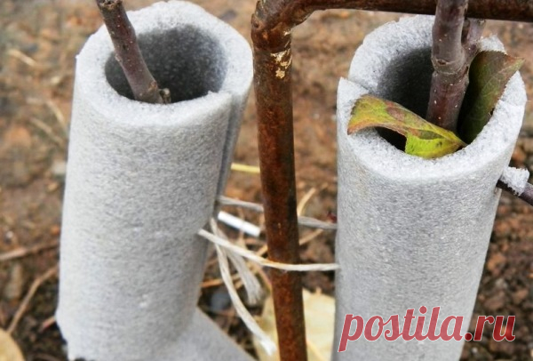 Как укрыть яблоню на зиму, чтобы она пережила холод Основным этапом в подготовке к зиме является утепление и укрытие деревьев. Если вы пока ещё новичок, наши советы подскажут вам как укрыть яблони на зиму