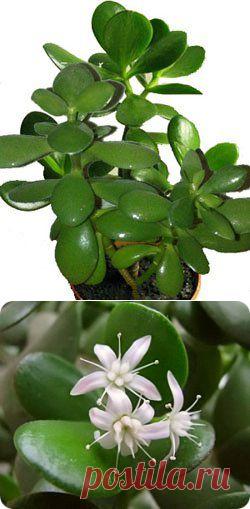 Как ухаживать за цветком, приносящим в дом доход и удачу?.