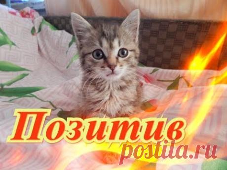 Приколы про кошек. Собаки. Для детей, Fanny animals Создай себе хорошее настроение - YouTube