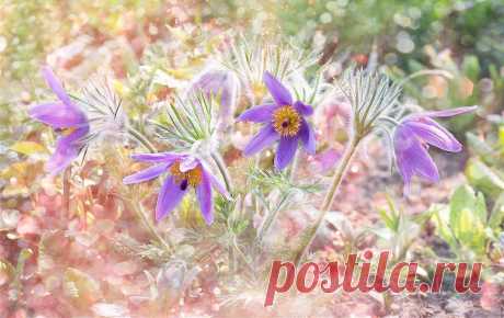 Живая Земля