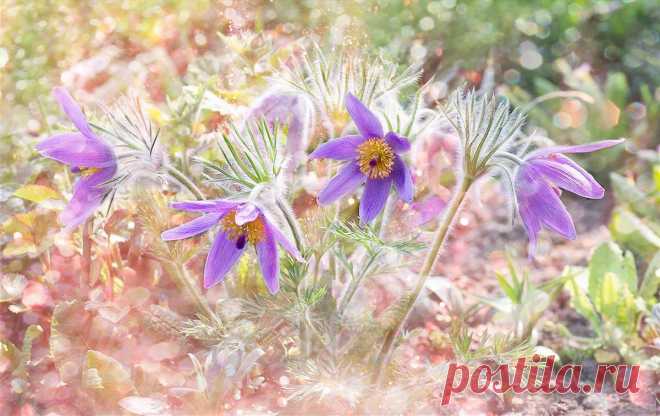 Живая Земля