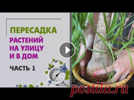 ПЕРЕСАДКИ растений | Растения на улицу и в дом | Часть 1 ✿Приобретая растения на flors вы помогаете развитию канала! Услуга пересадки: Мой канал с сурдопереводом - Задать вопрос по цветоводству (быстрый отве...
