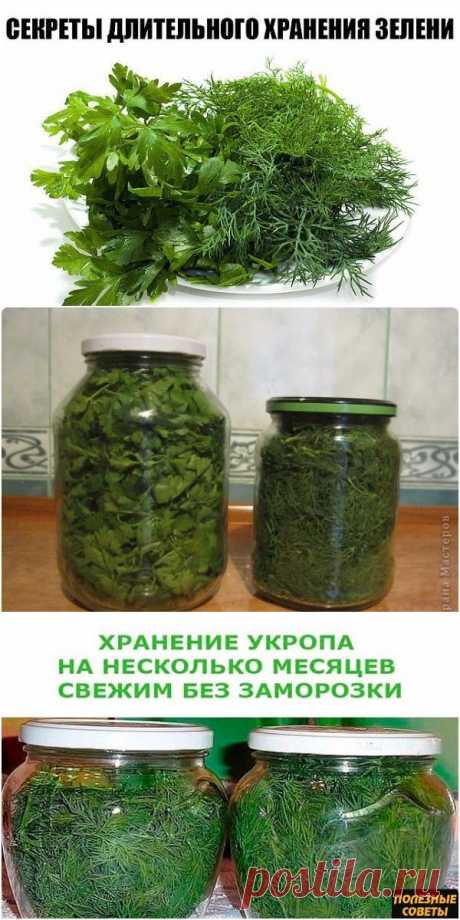 Все секреты длительного хранения зелени