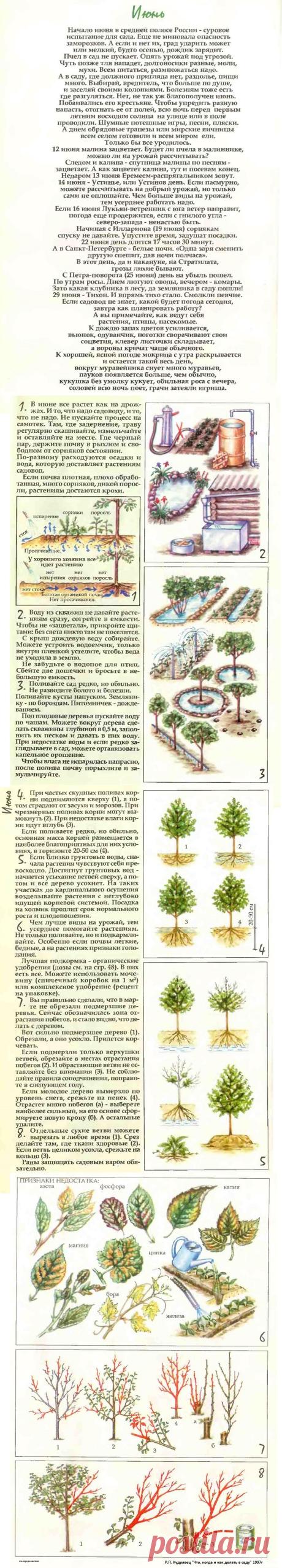 Что делать в саду в июне (часть1)