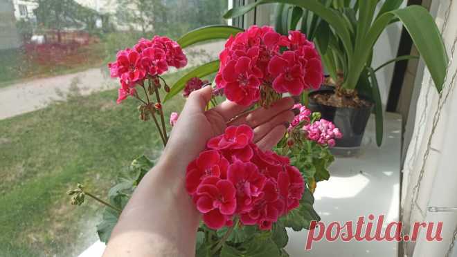 Как обрезать герань сейчас, осенью: 2 варианта. Нюанс, о котором мало кто упоминает (а жаль) | Сад Фрейи | Дзен