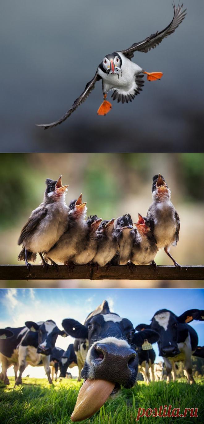 Лучшие фотографии National Geographic за июнь