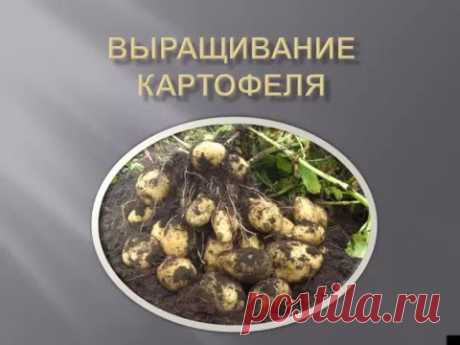 Выращивание картофеля - YouTube