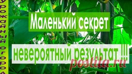 ЧТОБЫ ЛИСТЬЯ ОГУРЦОВ НЕ ЖЕЛТЕЛИ!!!ПРОСТОЙ СПОСОБ!!!