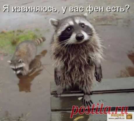 Позитивные картинки / Картинки: Животные
