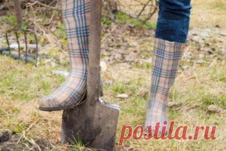 Что делать, если осенью не успели посадить саженцы и выкопать луковицы цветов Зима порой вступает в свои права внезапно, не давая нам завершить запланированные дела на участке. Но если перекопку почвы или обрезку кустарников можно спокойно отложить до весны, то как быть с поздн...