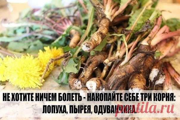 Я ВСЕГДА ГОВОРЮ НЕ ХОТИТЕ НИЧЕМ БОЛЕТЬ - НАКОПАЙТЕ СЕБЕ ТРИ КОРНЯ - ЛОПУХА, ПЫРЕЯ, ОДУВАНЧИКА.
